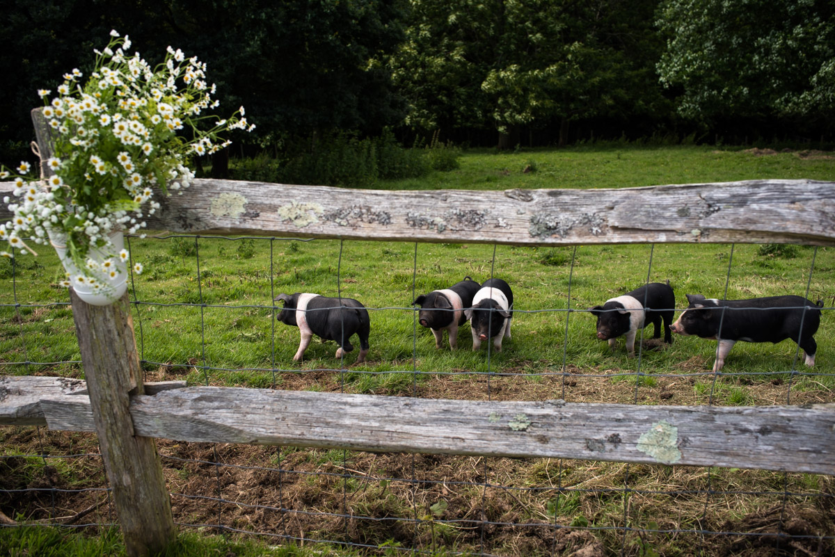 Photograph of little pigs in a field next to Ellie and James's wedding reception venue