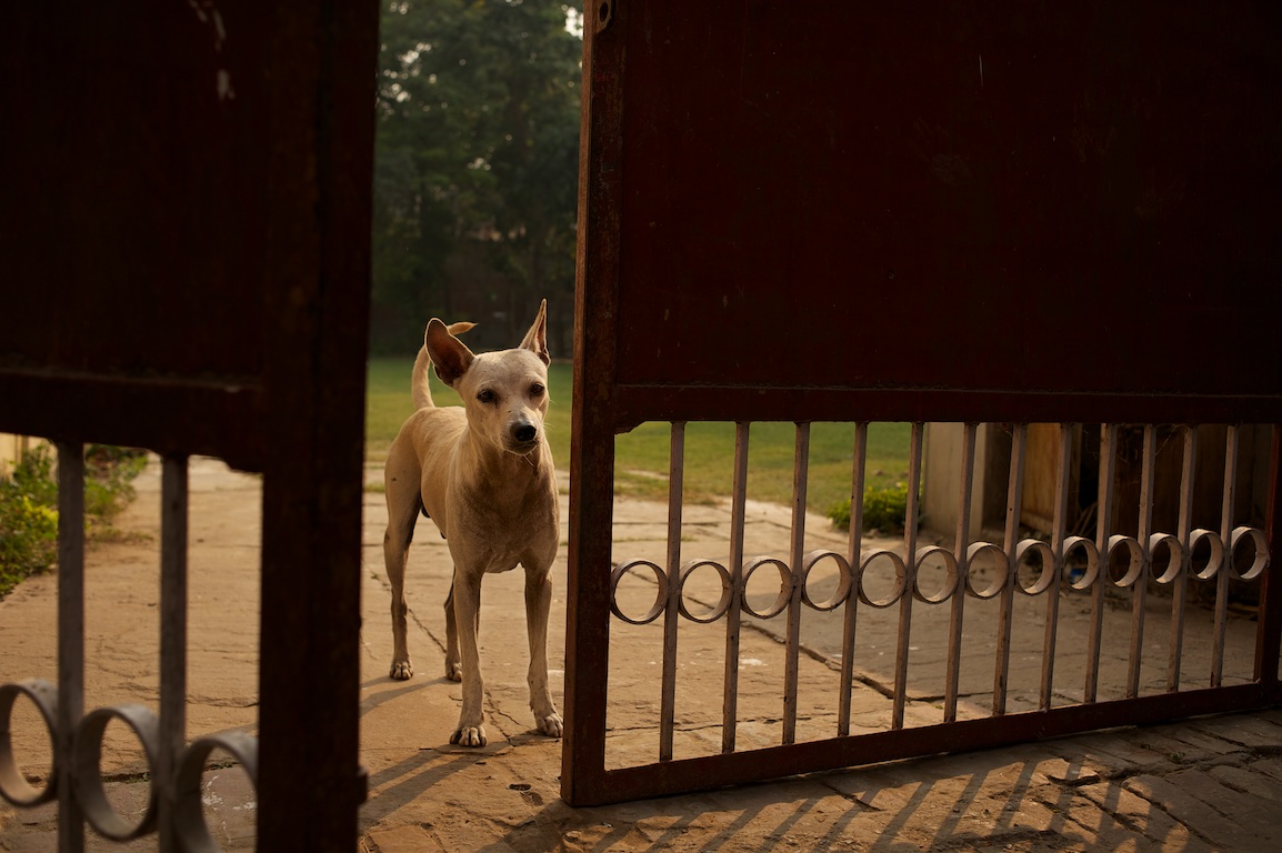 dog looks through gate in India