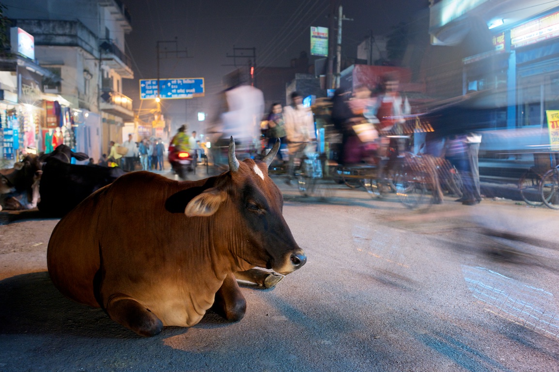 Cow sits among traffic in Varanasi in India