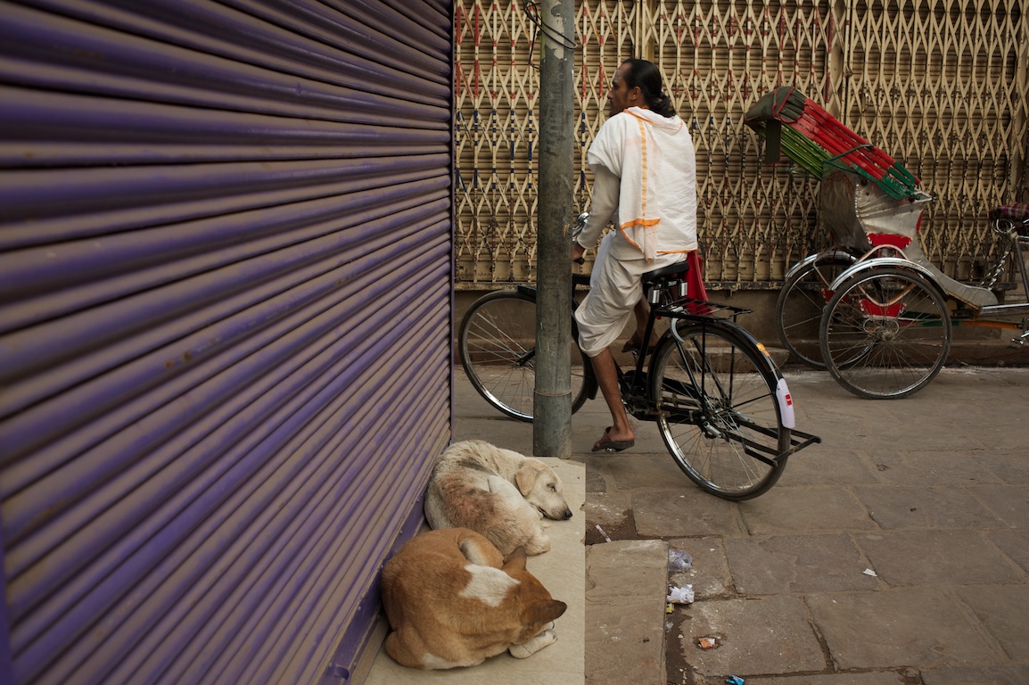 cyclist and dogs in India