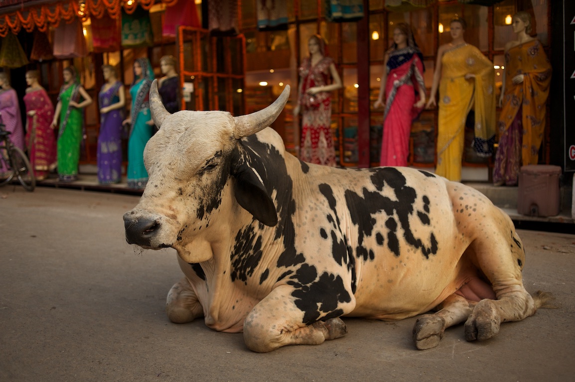 Large bull sitting in road in varanasi India