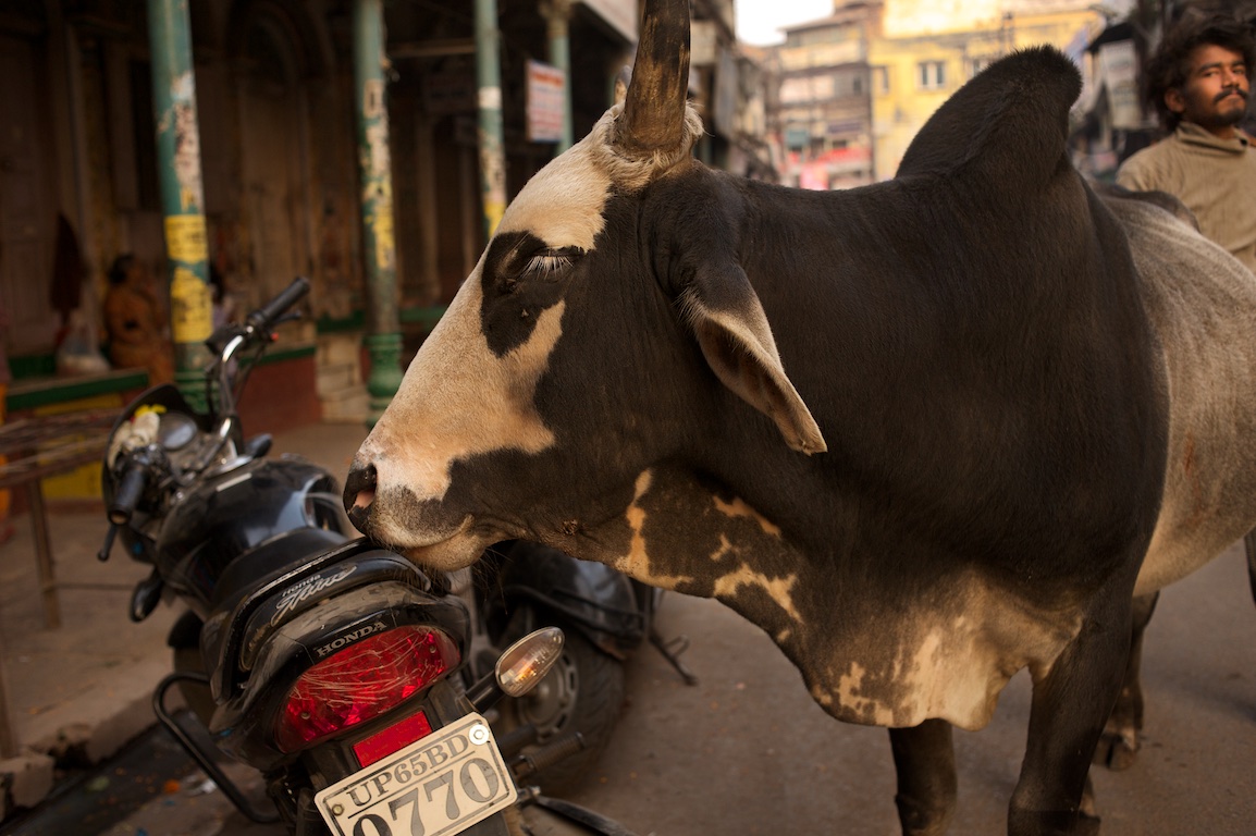 bull stands by motorbike in varanasi