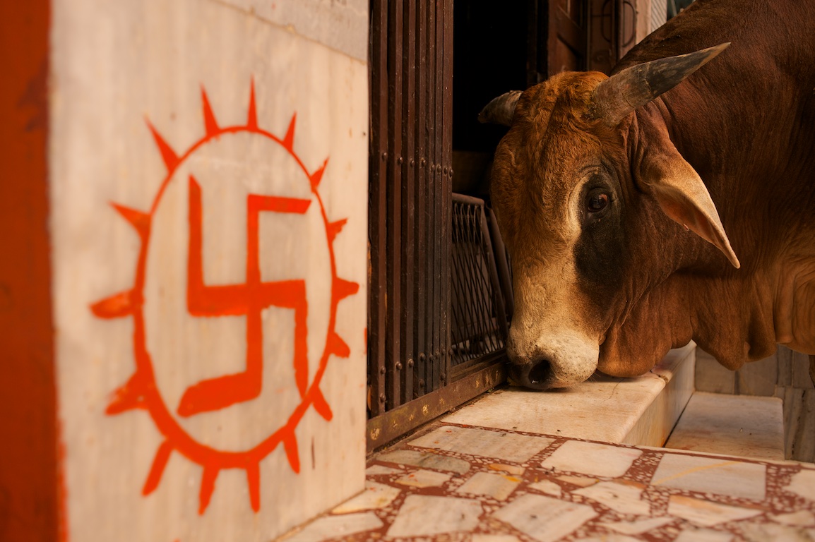 photograph of cow and hindu symbol