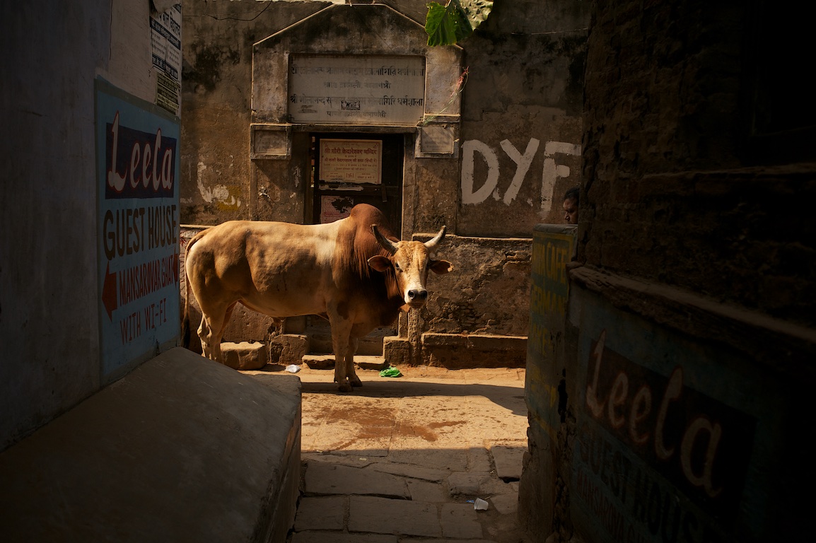photograph of bull looking up street in varanasi
