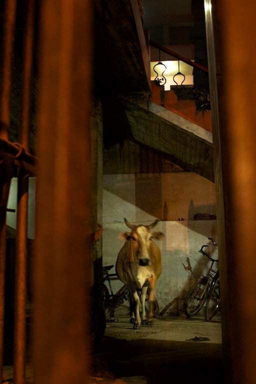 Cow looks out from inside building in varanasi