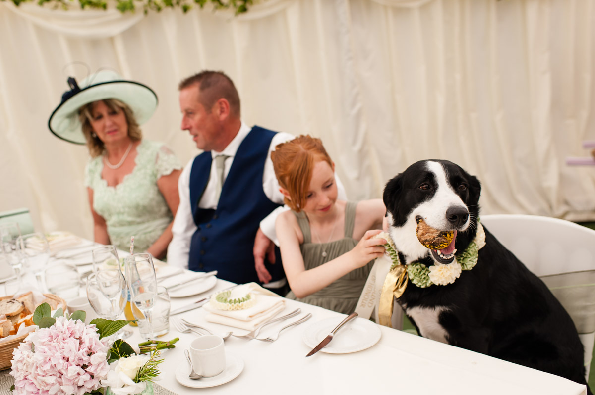 inside marquee at st augustines priory, bride and grooms dog sits at top table
