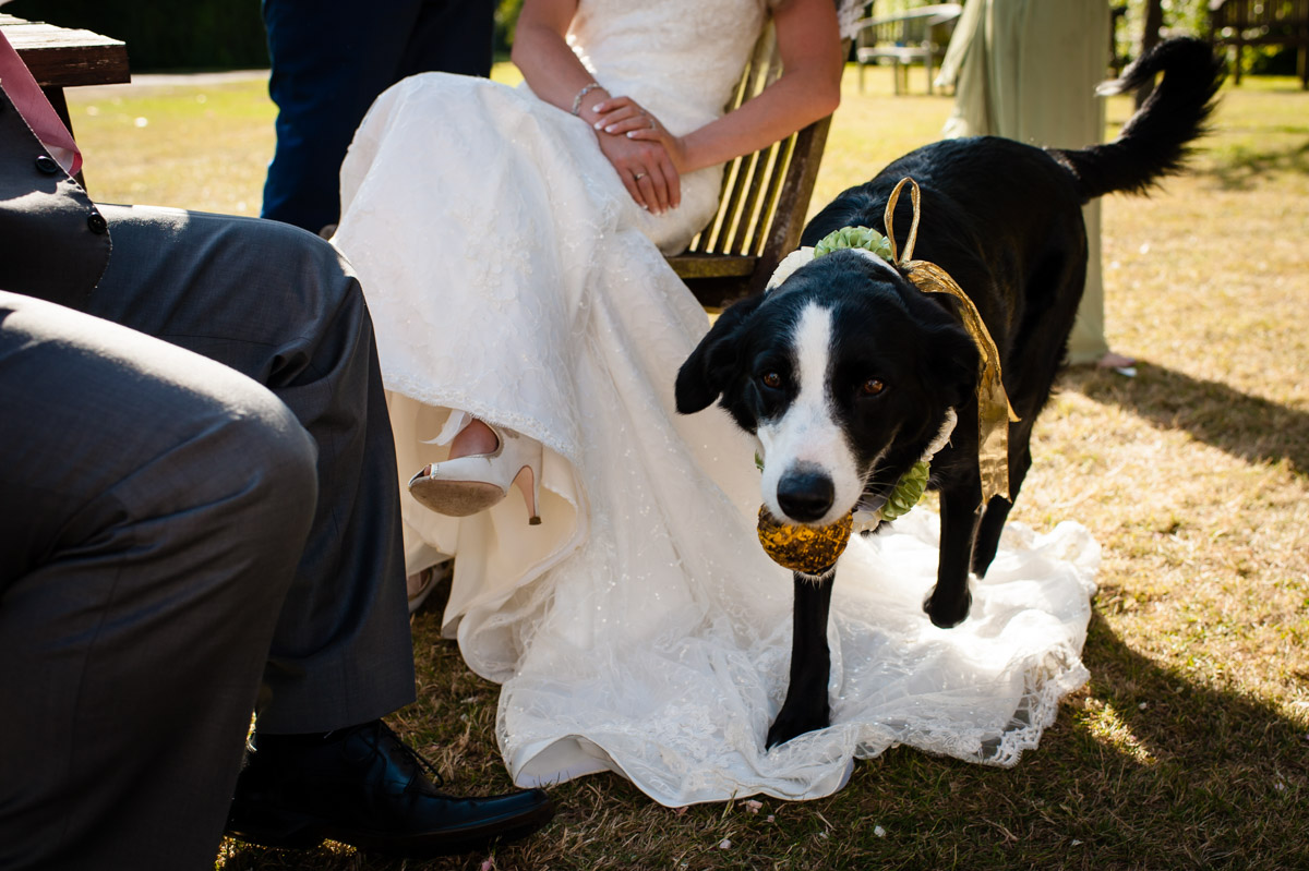 brides dog walks over her wedding dress during reception in garden at st augustines priory