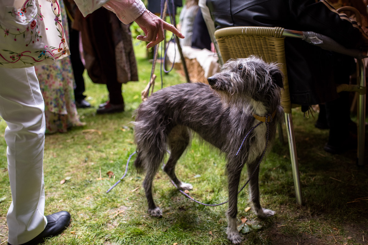 Photograph of dog at Brogan and Sebs wedding party in Kent