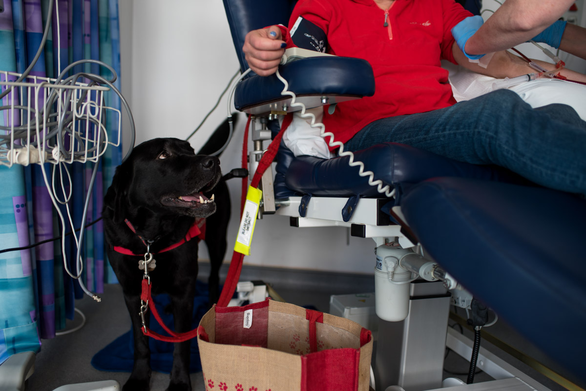 Photograph of Claires dog while having dialysis