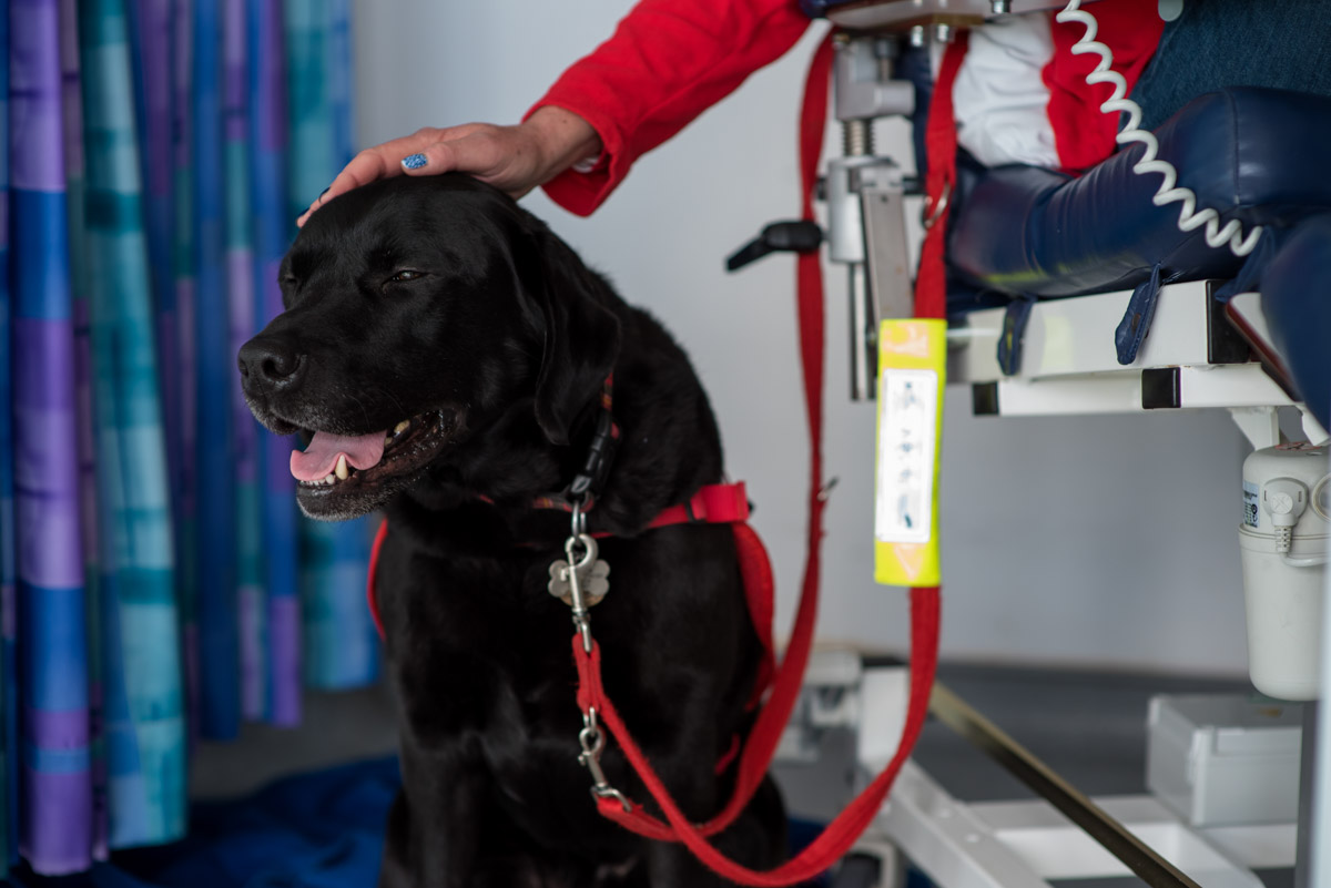 Dog photography, Claires medical detection dog