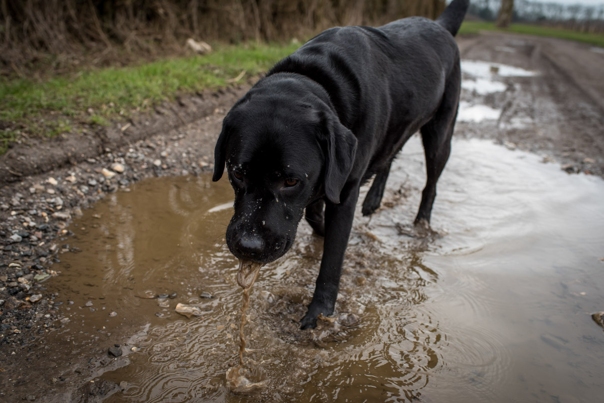 Photograph of dog on Kent walk