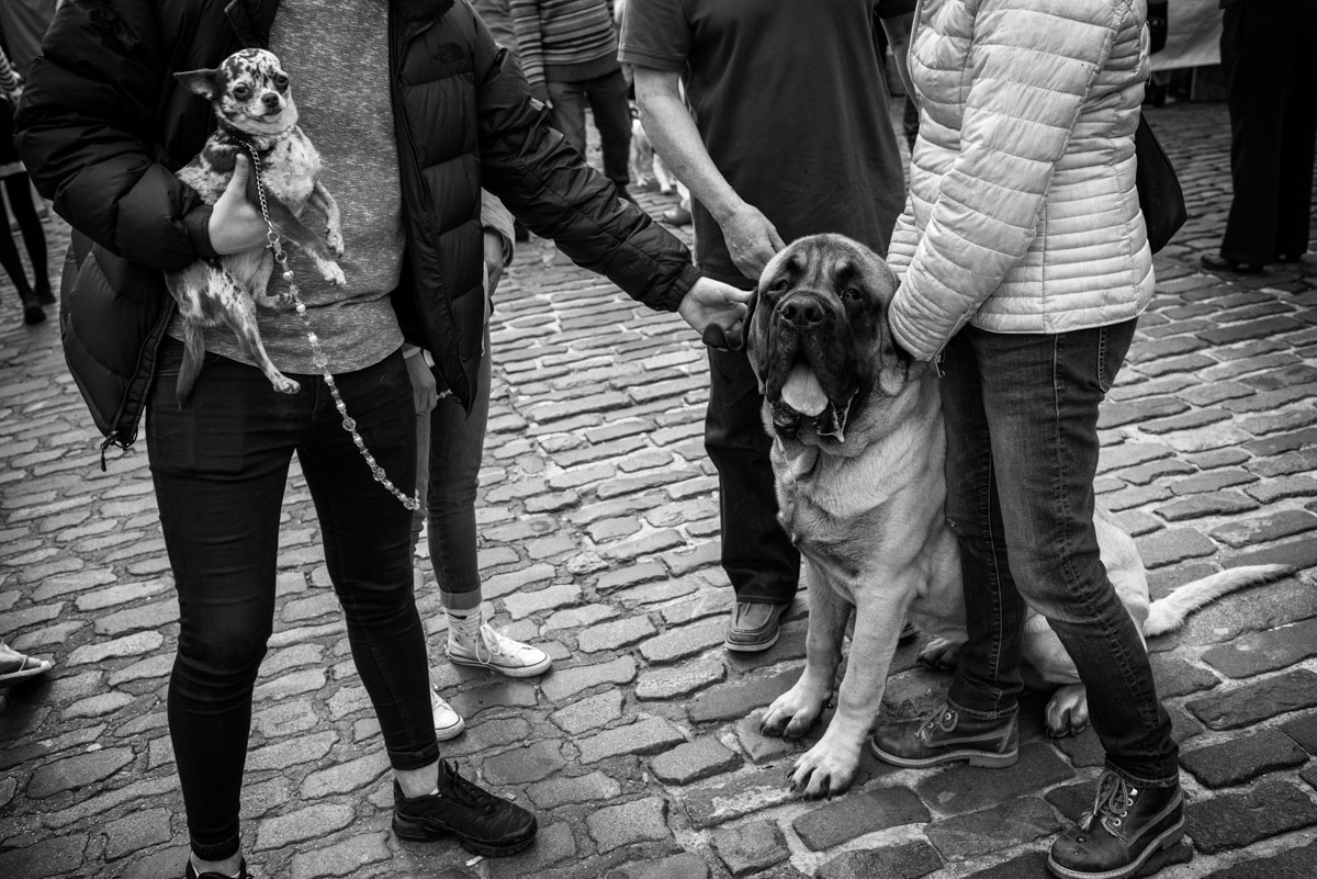 Documentary photograph, faversham dog show, English Mastiff, kent