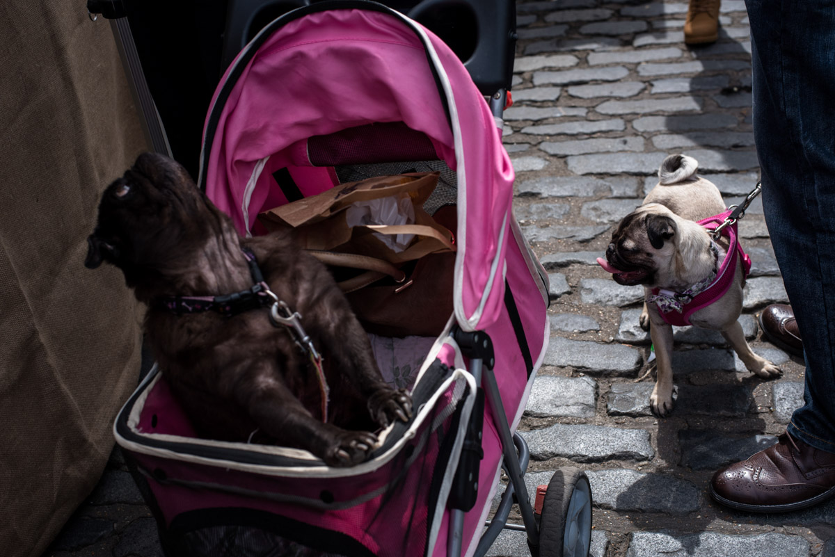 faversham dog show street photography, Kent, Pugs