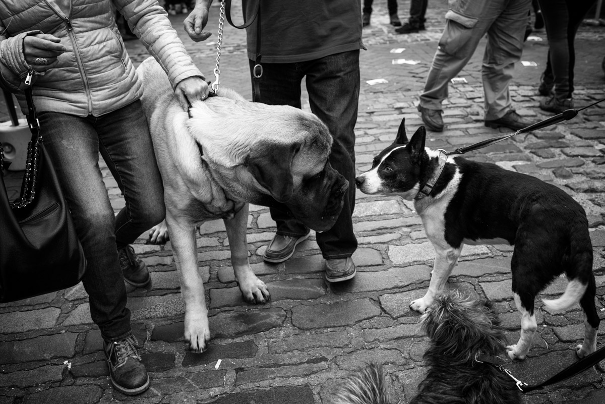Photograph of English Mastiff and collie, Faversham dog show, Kent