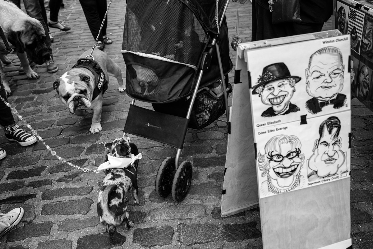 Black and white documentary photograph at faversham dog show in Kent