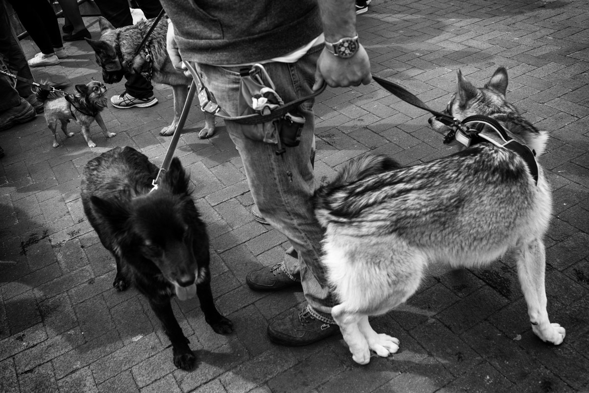 documentary photograph of dogs in faversham in kent