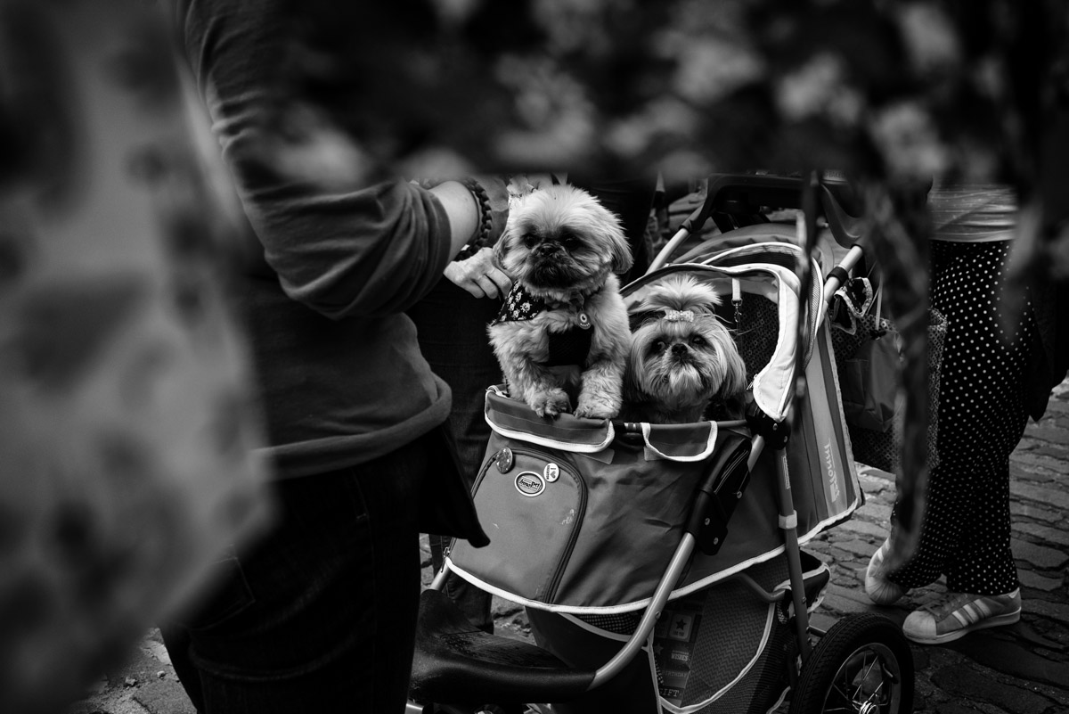 black and white photograph of small dogs in a pram in faversham in kent