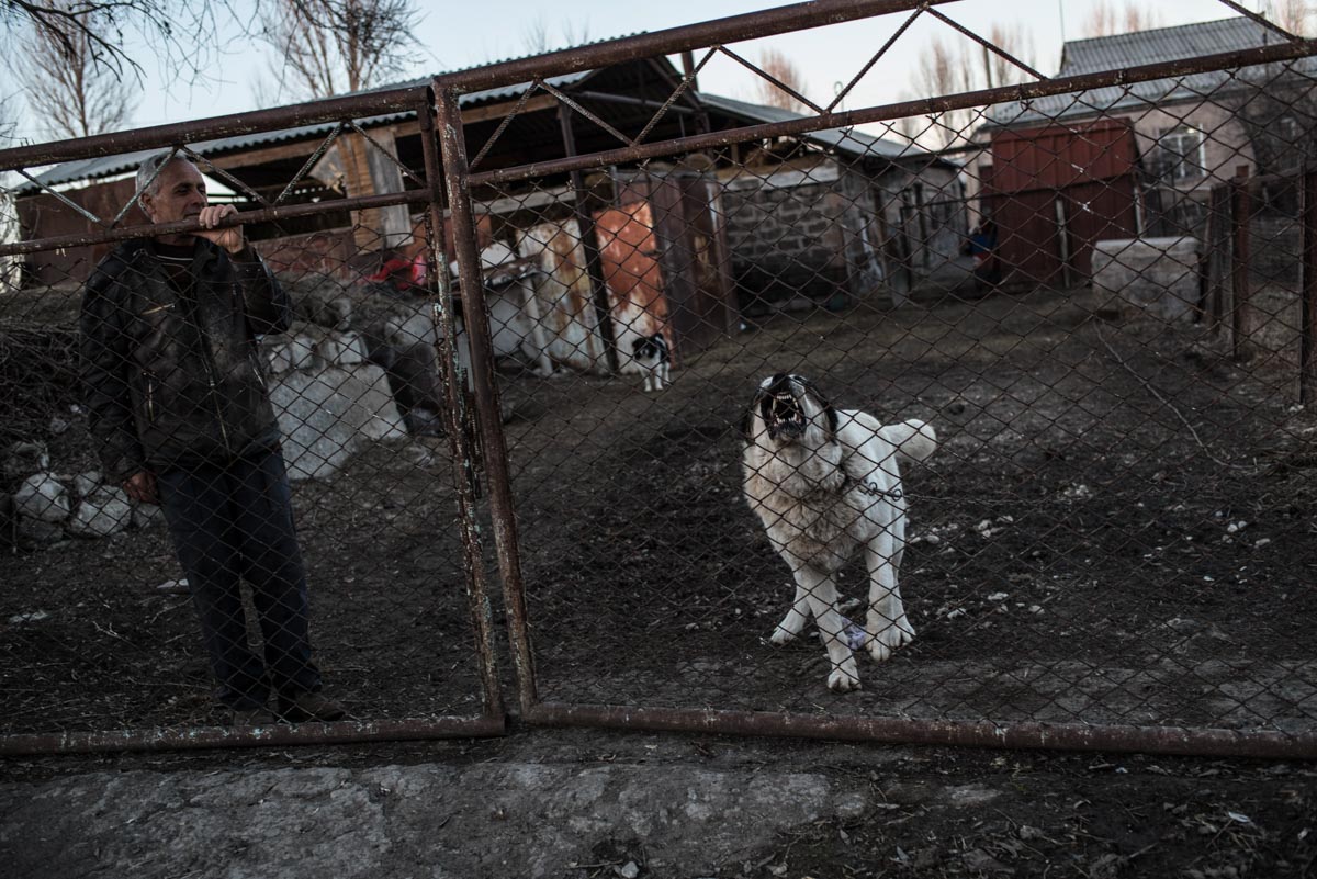 Photograph of barking pet dog in Gyumri, Armenia