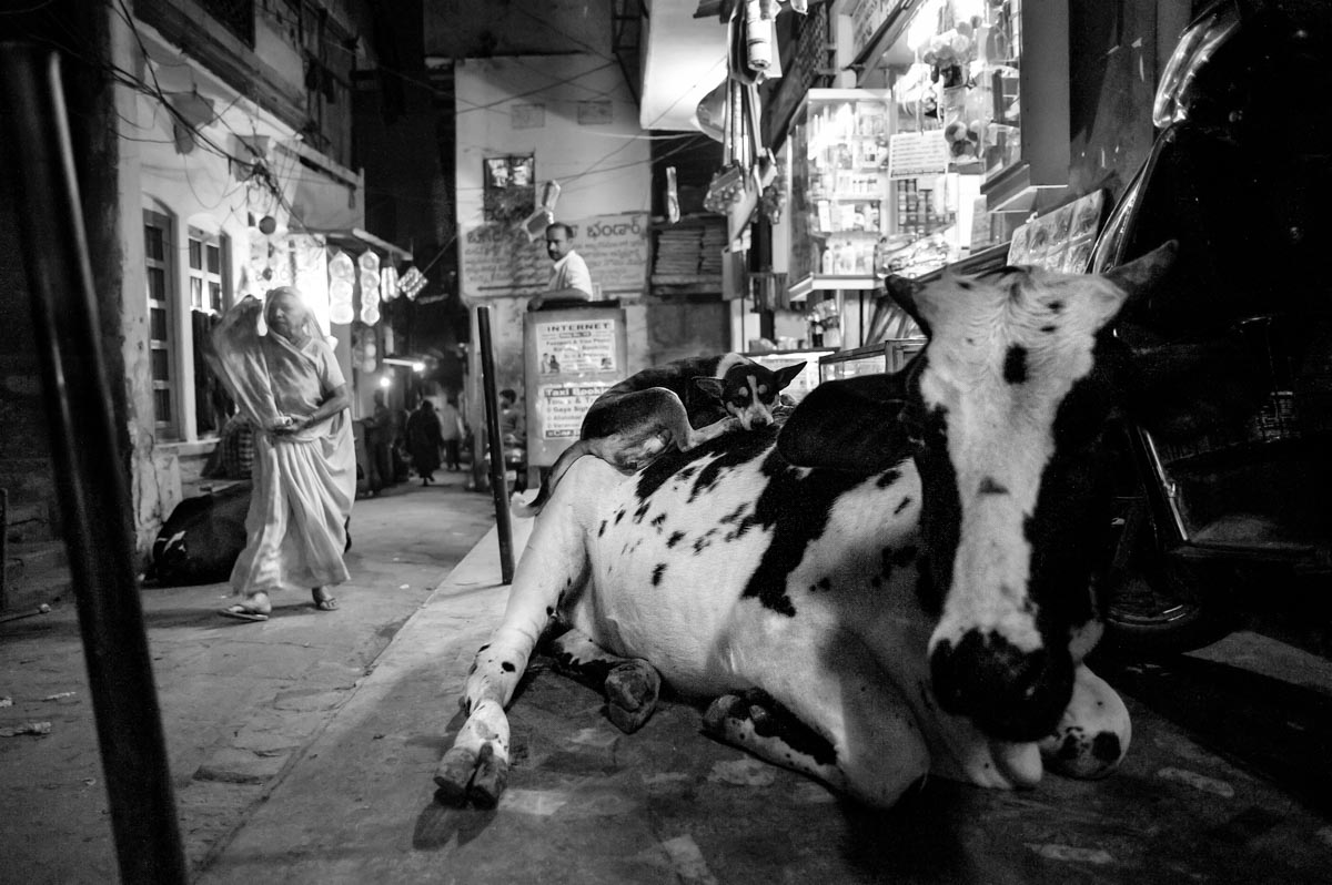 Dog asleep on cow, photograph from Varanasi, India