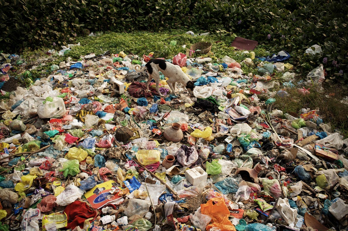 Dog photographed on pile of plastic waste in Varanasi, India