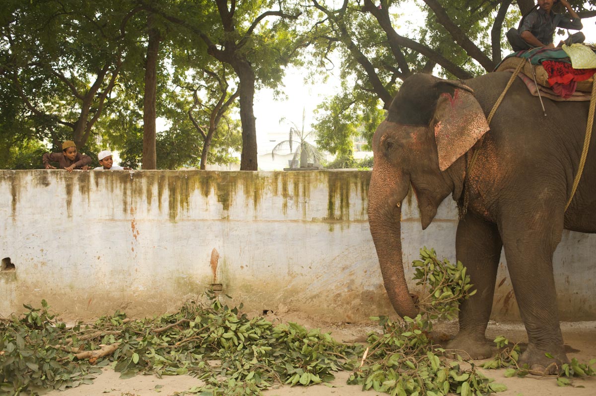 Elephant and boys, photographed in Varanasi, India