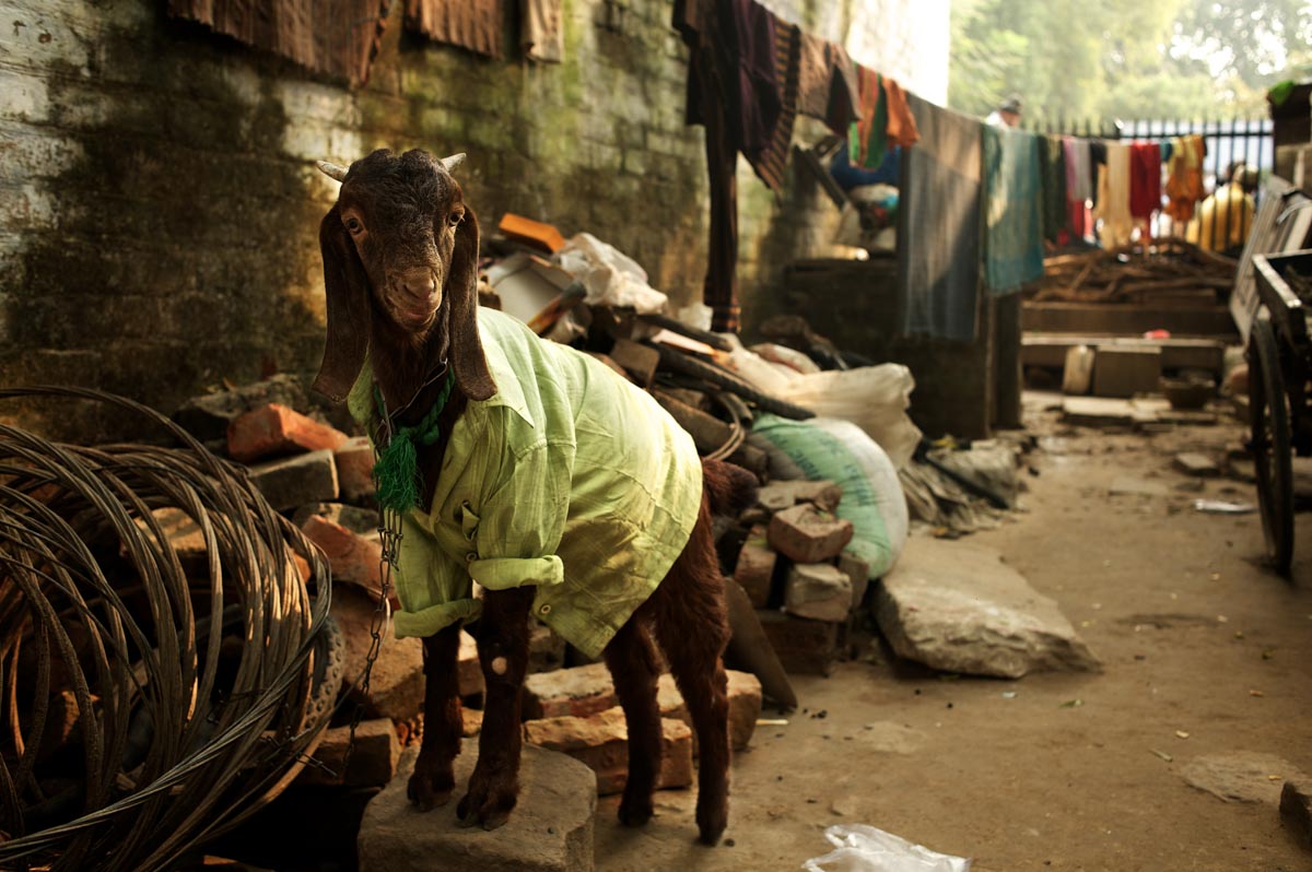 Goat photographed wearing a shirt in Varanasi, india