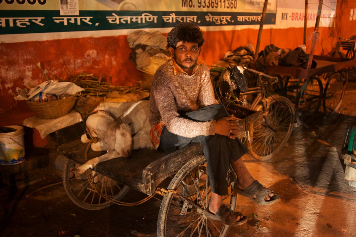 Man photographed sitting on his cart with his goats in Varanasi, India