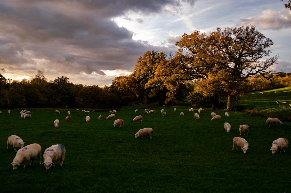 Photograph of field of sheep at the Oak barn, Frame Farm wedding venue in Kent